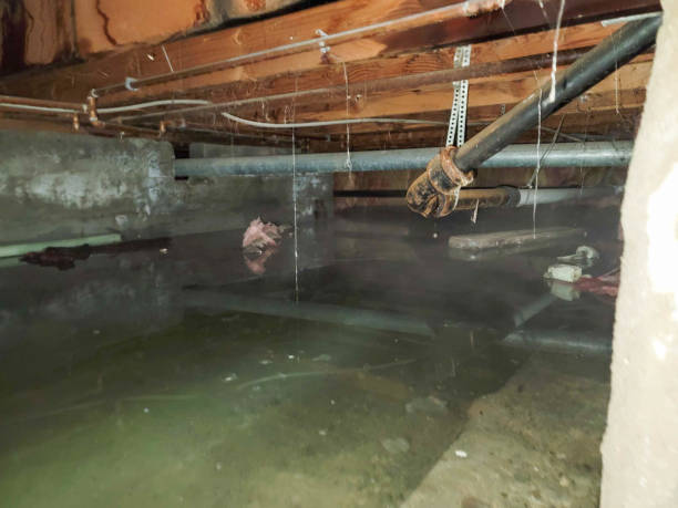 Best Carpet water damage restoration  in Kalaeloa, HI